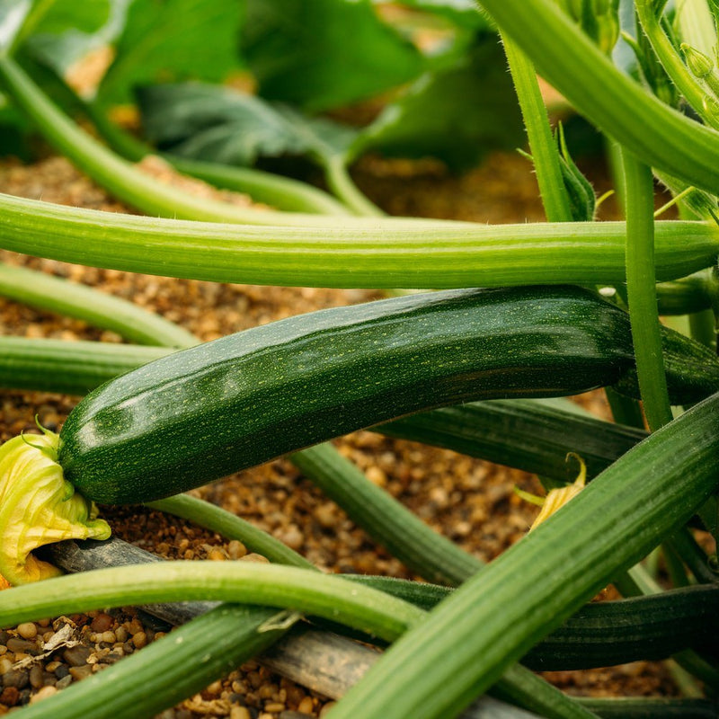 Black Beauty Summer Squash Seeds
