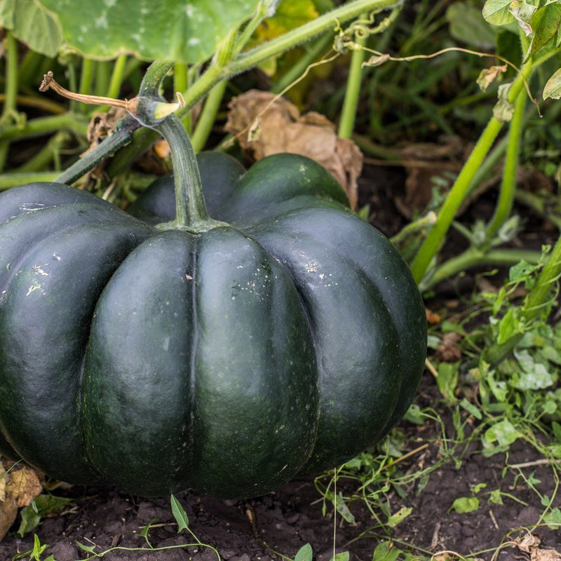 pumpkin seed plant Black Kat Pumpkin Seeds