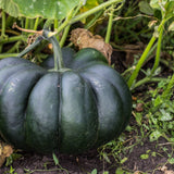 Black Kat Pumpkin Seeds