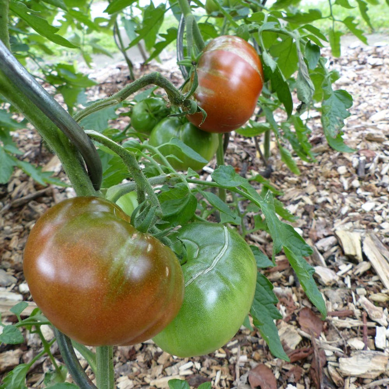 Black Krim Pole Tomato Seeds