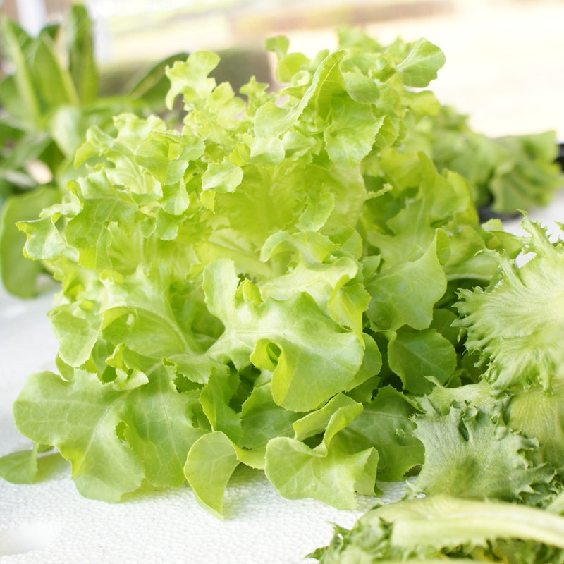 planting black seeded simpson lettuce Black Seeded Simpson Leaf Lettuce Seeds