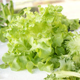 Black Seeded Simpson Leaf Lettuce Seeds