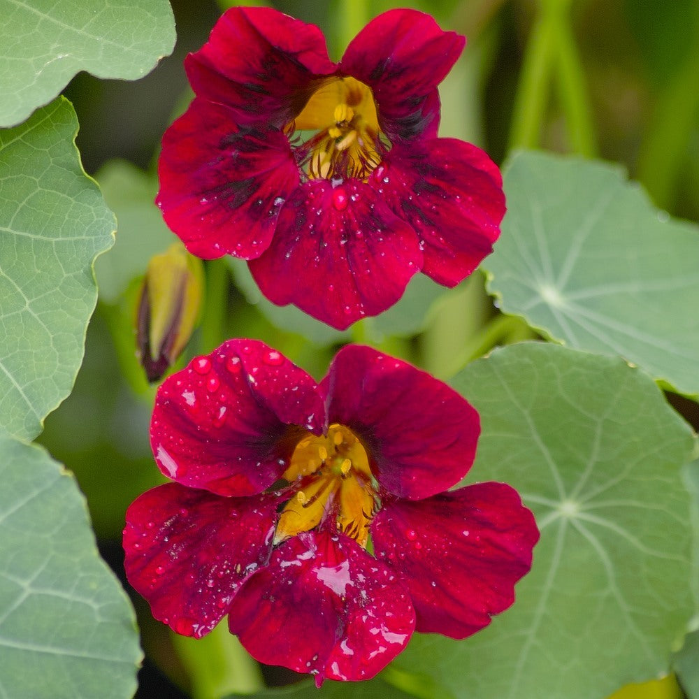 Black Velvet Nasturtium Seeds
