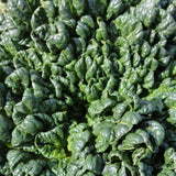 Bloomsdale Spinach Seeds