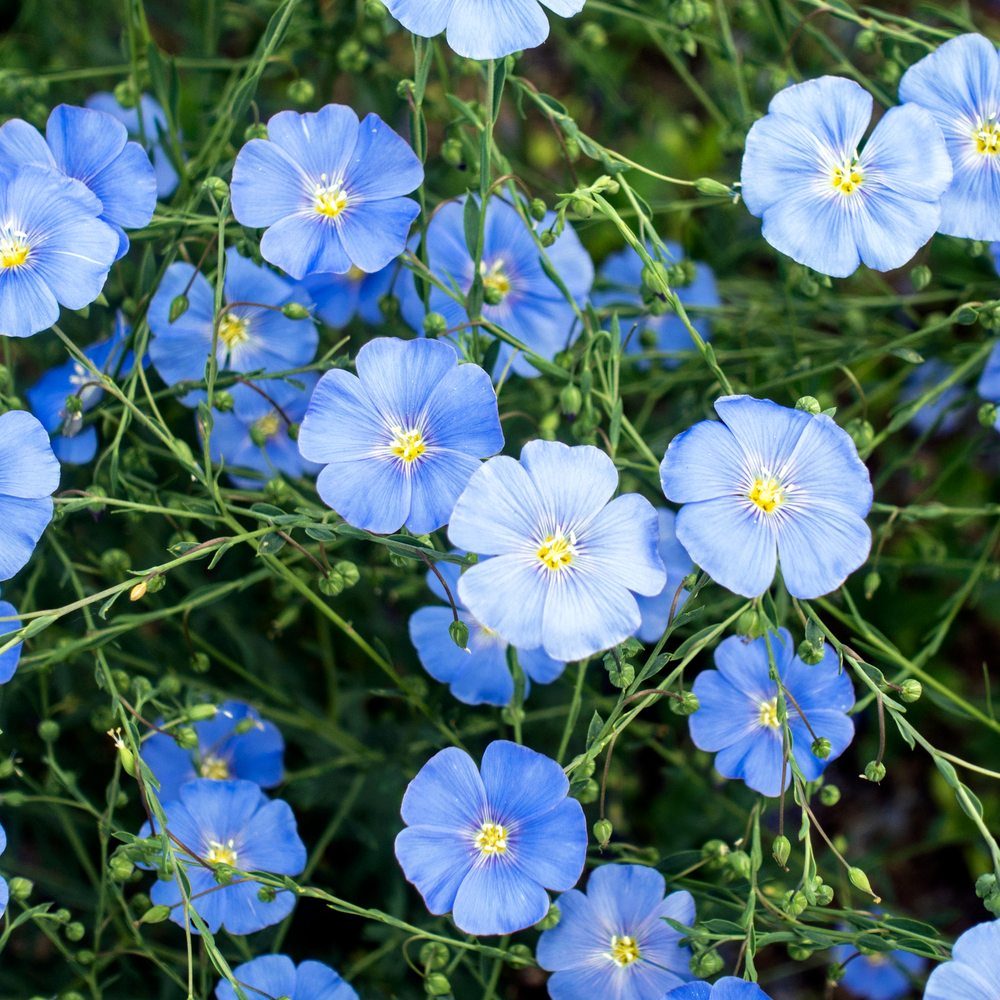 Blue and Breezy Flax Seeds – Epic Gardening