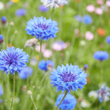 Blue Boy Bachelor's Button Seeds