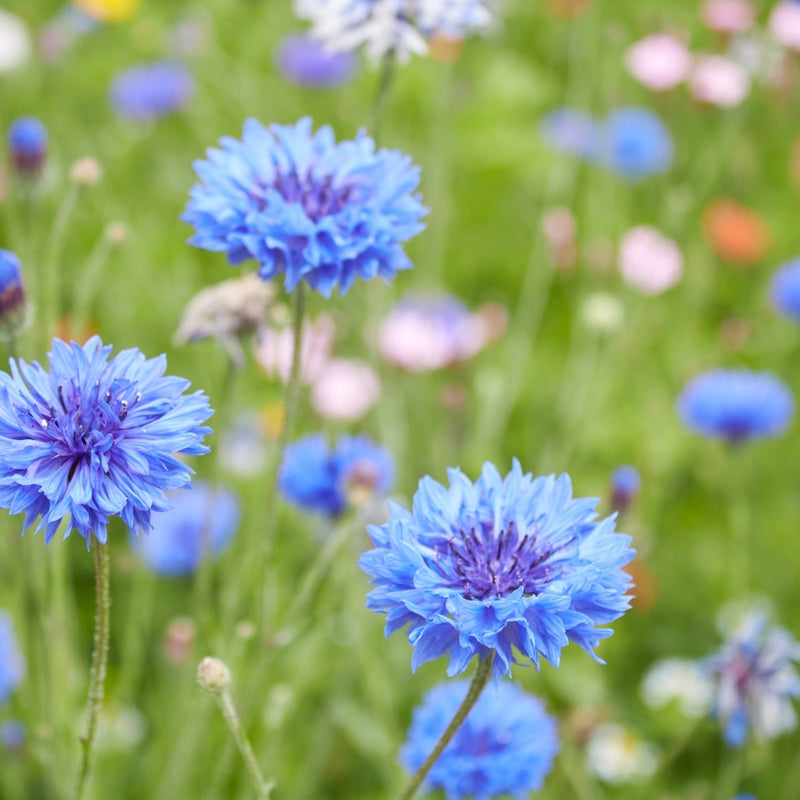 Blue Boy Bachelor's Button Seeds