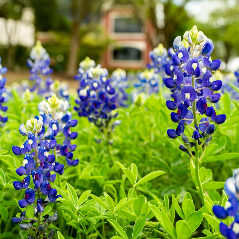 bluebonnet flower seeds Seeds 349