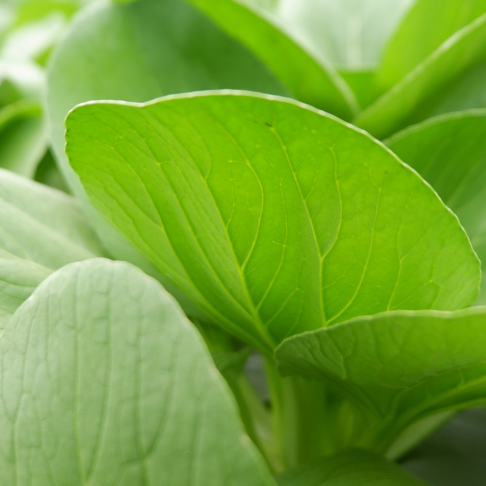 Bok Choy Choko Seeds – Epic Gardening