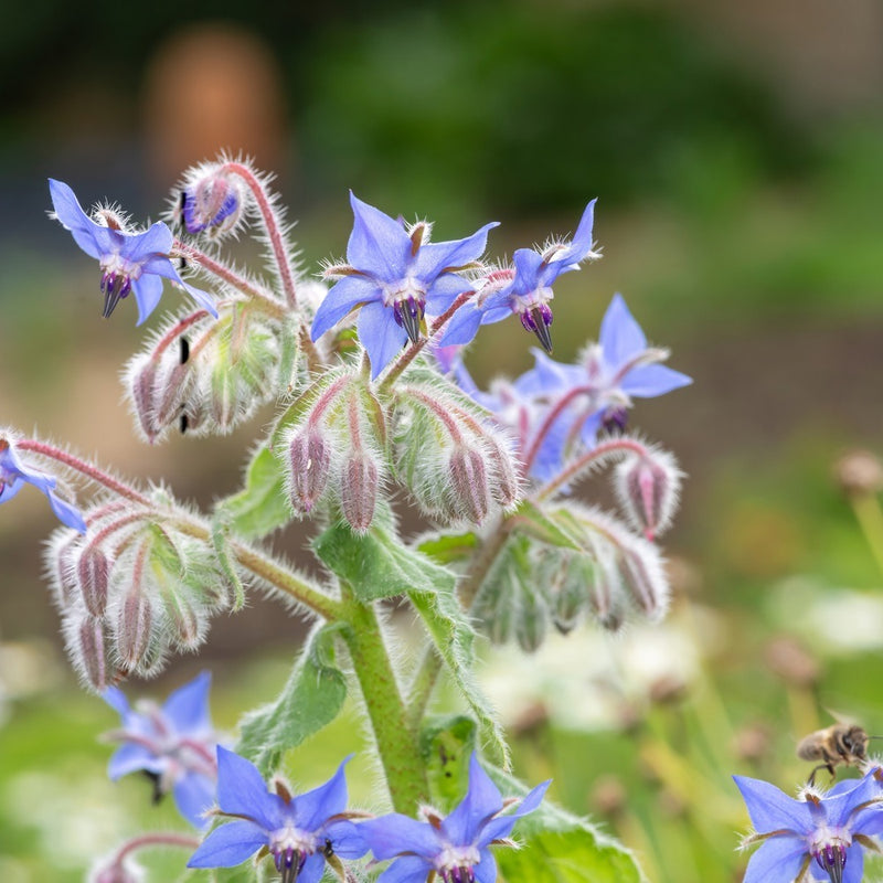 planting borage seeds Borage Seeds – Epic Gardening