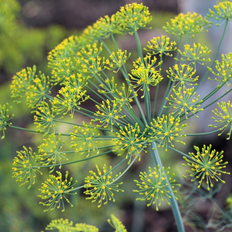 dill seeds planting Dill Bouquet Organic Seeds