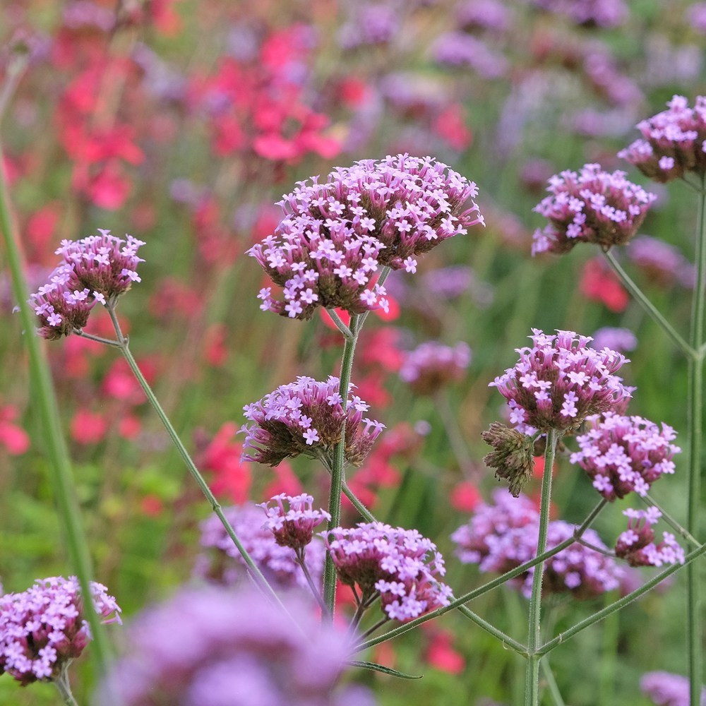 Brazilian Vervain Verbena Seeds