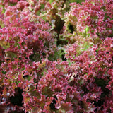 Brentwood Leaf Lettuce Seeds