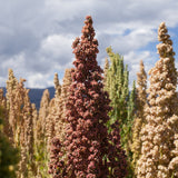 Brightest Brilliant Rainbow Quinoa Seeds