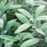Broadleaf Sage Seeds