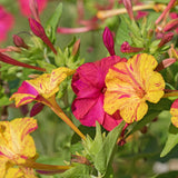 Broken Colors Four o'Clock Seeds