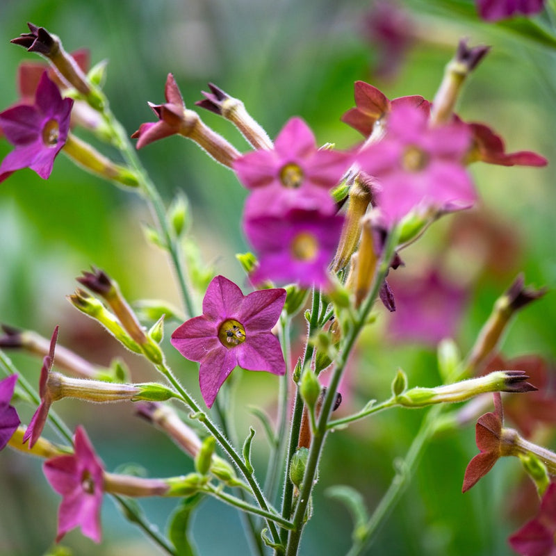 planting nicotiana seeds Bronze Queen Nicotiana Seeds