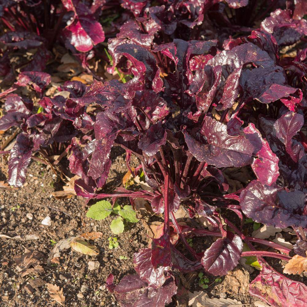 Bull's Blood Beet Seeds