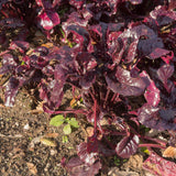 Bull's Blood Beet Seeds