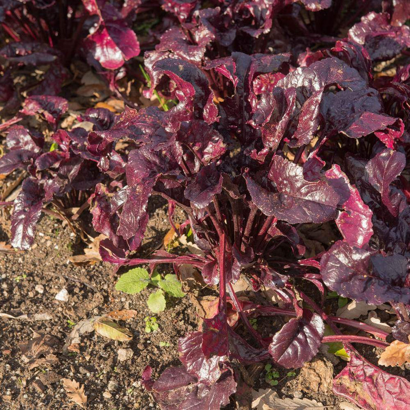 Bull's Blood Beet Seeds