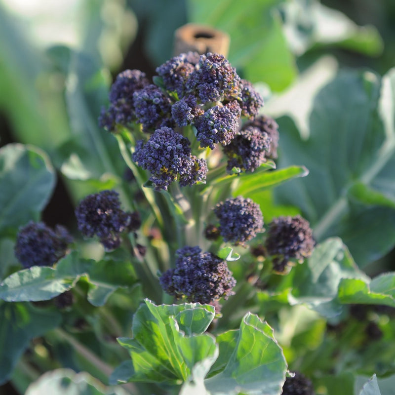 broccoli seeds for planting Burgundy Broccoli Seeds