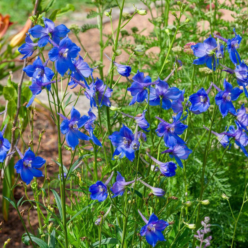 Butterfly Blend Delphinium Seeds