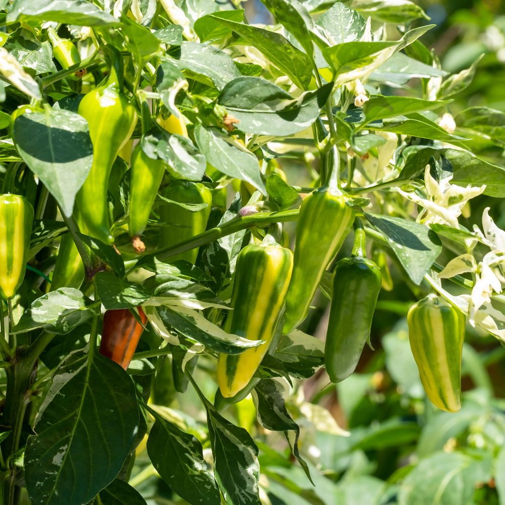 Botanical Interests Candy Cane Chocolate Cherry Sweet Pepper Seeds - Thumbnail 2