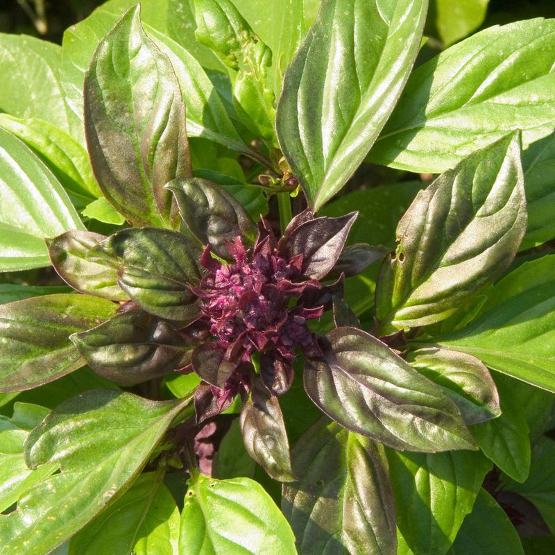 plant basil seeds Cardinal Basil Seeds – Epic Gardening
