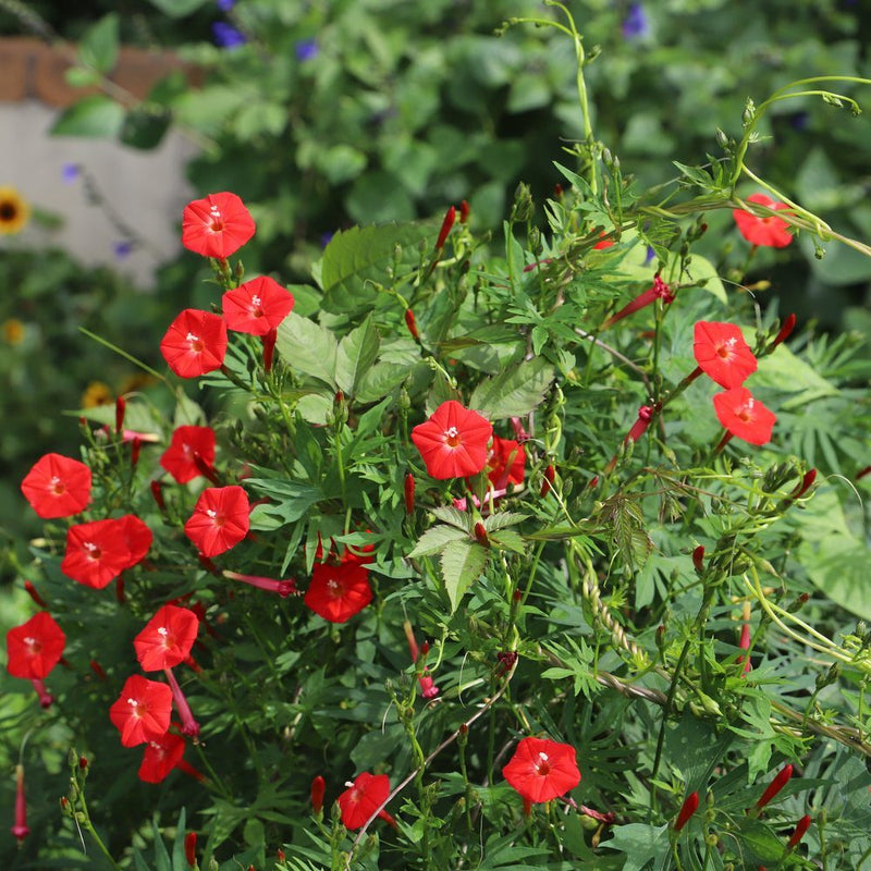 climbing plant seeds Cardinal Climber Seeds – Epic Gardening