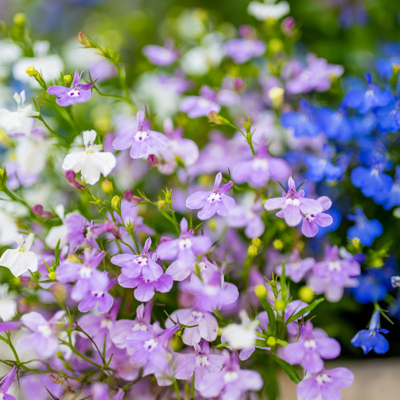 lobelia from seed to flower Cascade of Color Trailing Lobelia Seeds – Epic Gardening