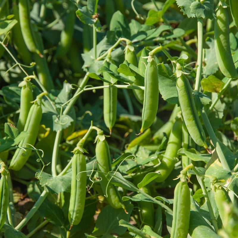 Cascadia Snap Pea Seeds