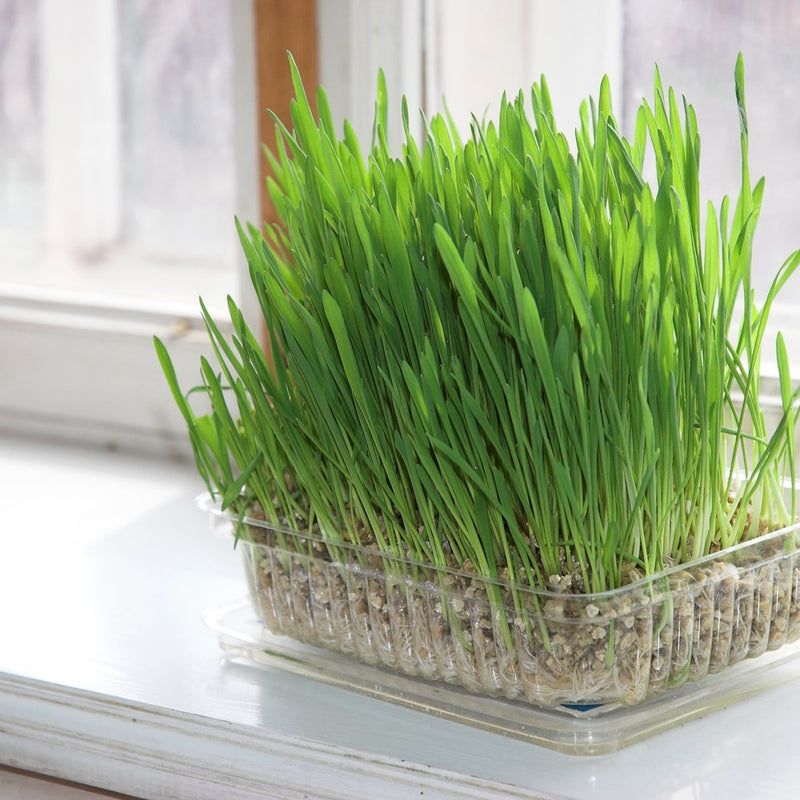 planting cat grass seeds Cat Grass Seeds – Epic Gardening