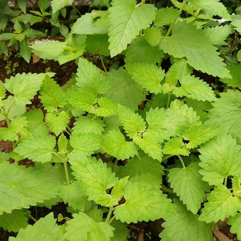indoor catnip plant Catnip Seeds – Epic Gardening