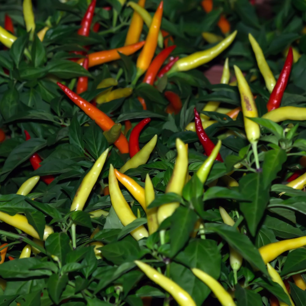 Cayenne Blend Chile Pepper Seeds