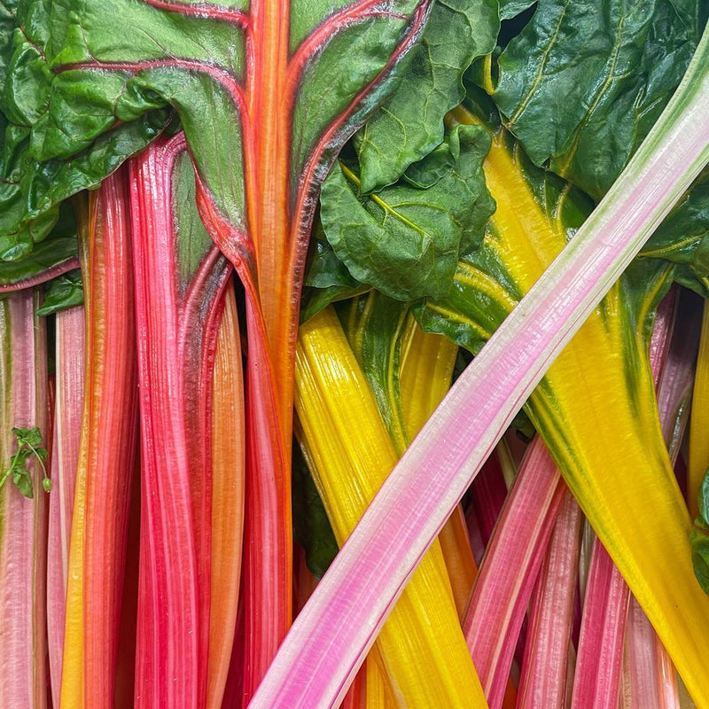 Celebration Swiss Chard Seeds