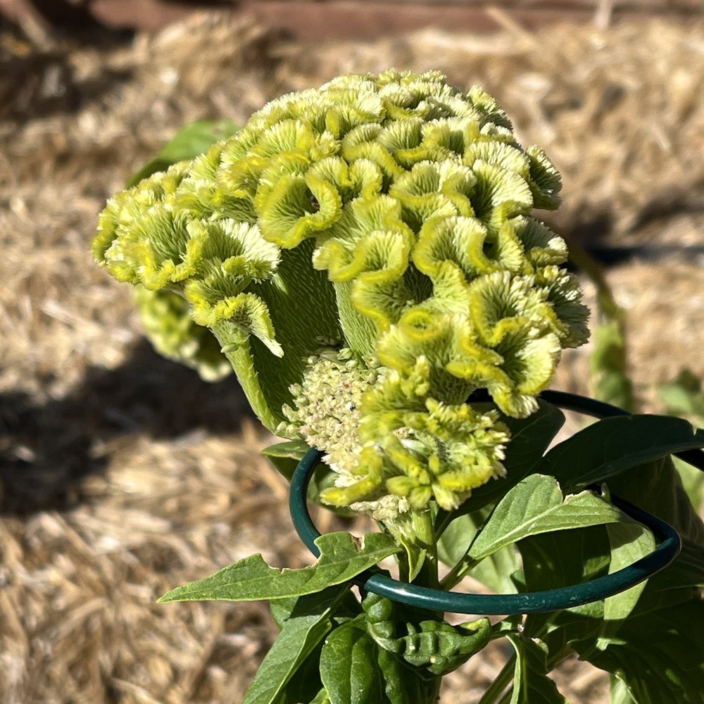 Spring Green Celosia Seeds