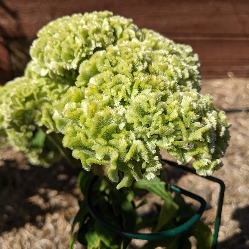 celosia seeds from plant Spring Green Celosia Seeds – Epic Gardening