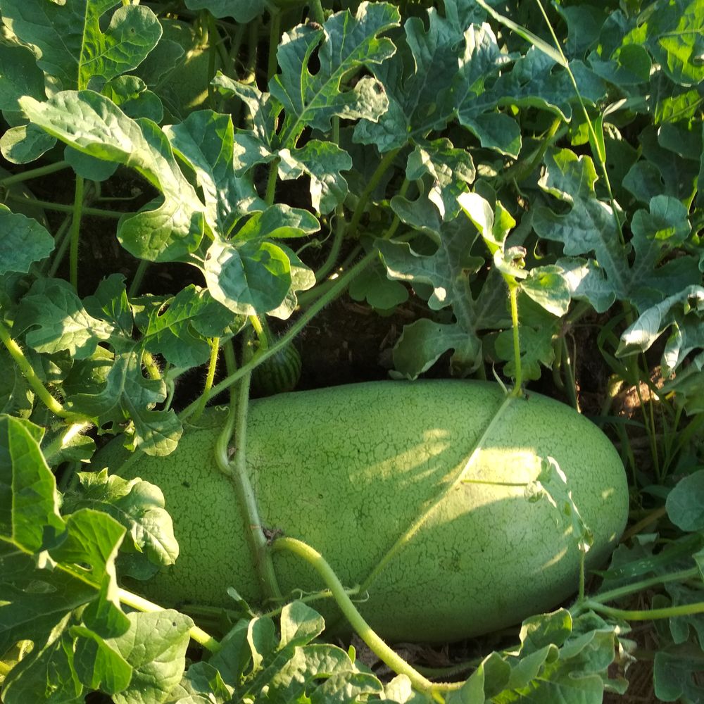 Charleston Gray Watermelon Seeds – Epic Gardening