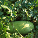 Charleston Gray Watermelon Seeds