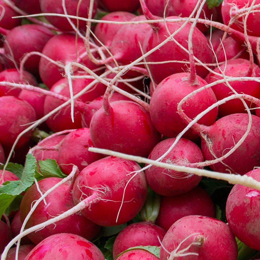 Botanical Interests Cherry Belle Radish Seeds - Thumbnail 5