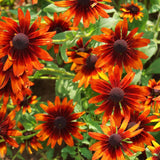 Cherry Brandy Black-Eyed Susan Seeds