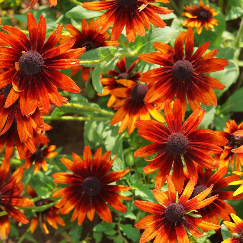 Cherry Brandy Black-Eyed Susan Seeds