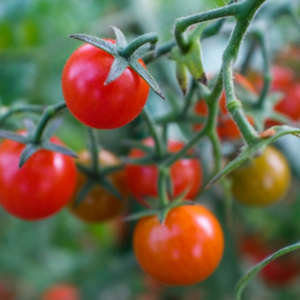 Cherry Falls Bush Cherry Tomato Seeds – Epic Gardening