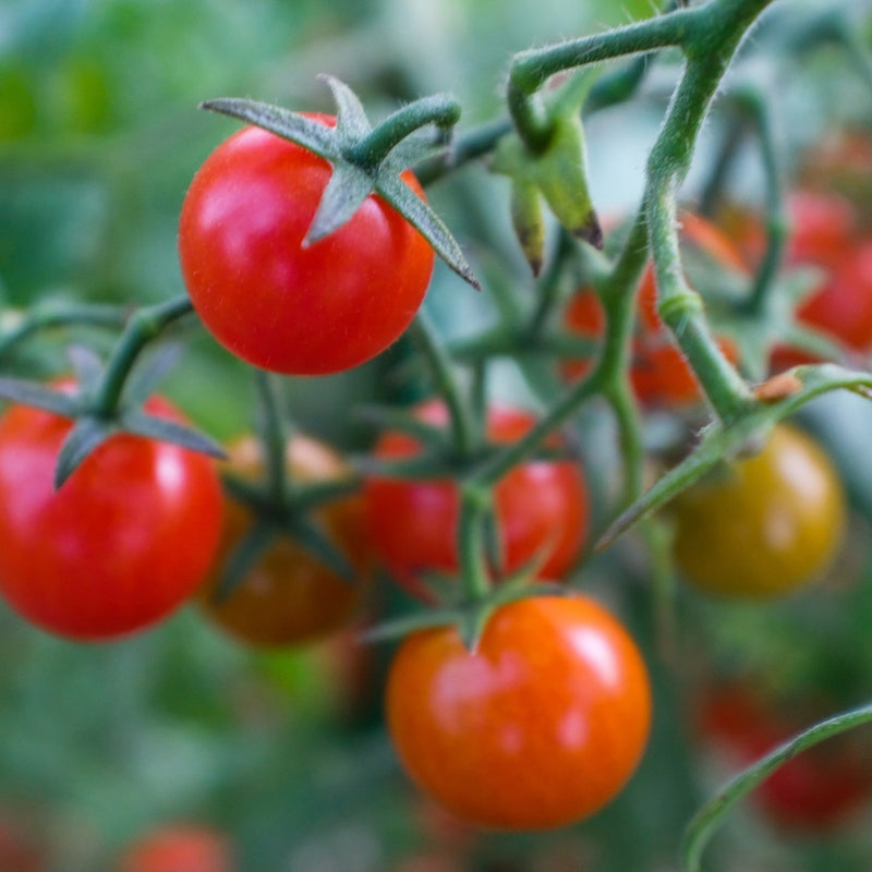 planting red cherry tomato seeds Cherry Falls Bush Cherry Tomato Seeds
