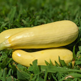 Chiffon Summer Squash Seeds