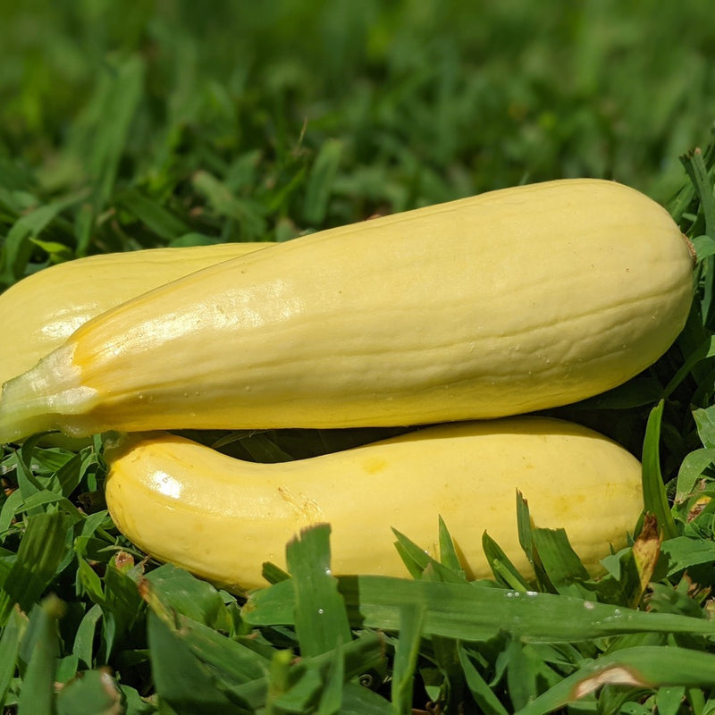 Chiffon Summer Squash Seeds