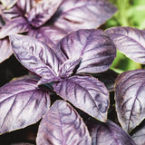 Ciao Bella Basil Blend Microgreens Seeds