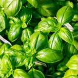 Ciao Bella Basil Blend Microgreens Seeds