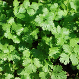 Cilantro Microgreens Seeds