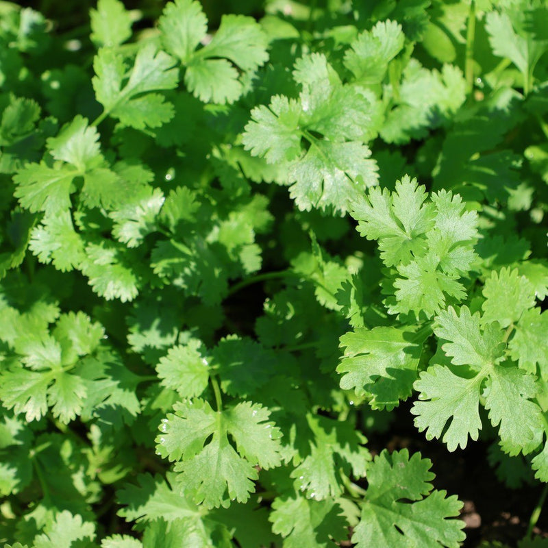 Cilantro Microgreens Seeds